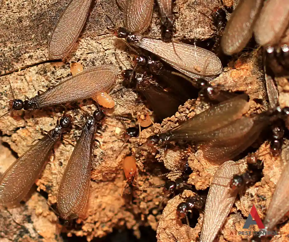 nc termite identification