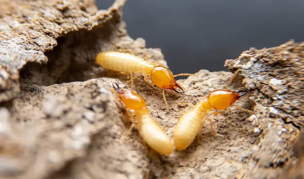 Picture of termite infestation