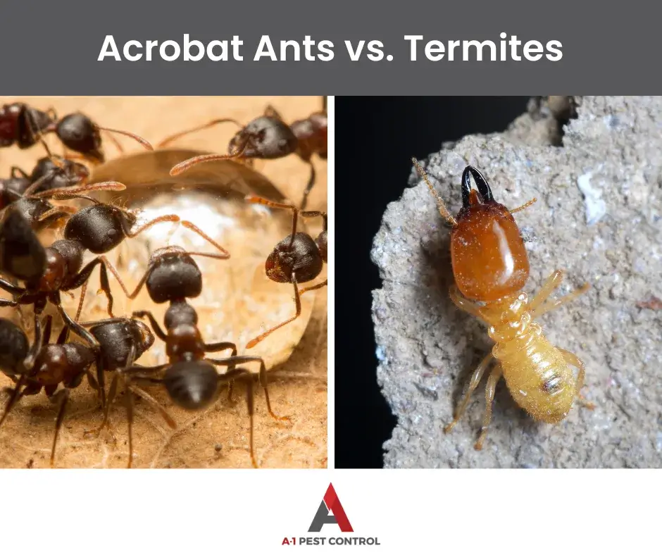 termite vs acrobat ant identification