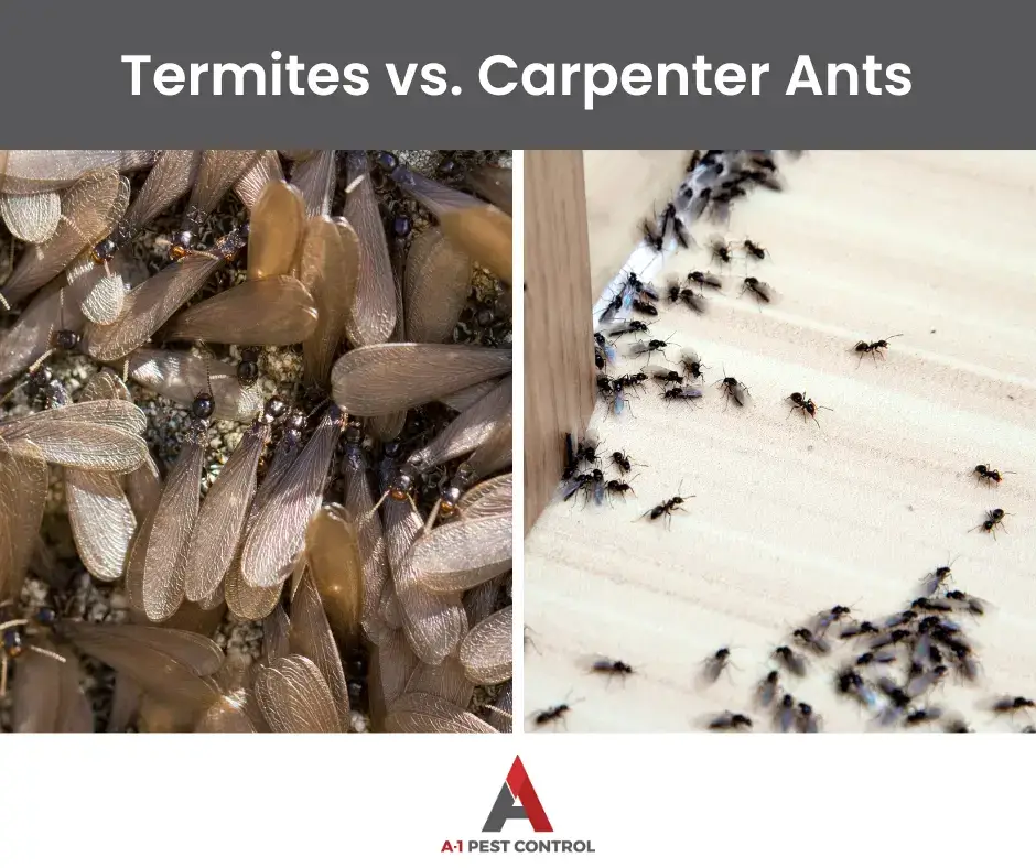 termite vs carpenter ant identification