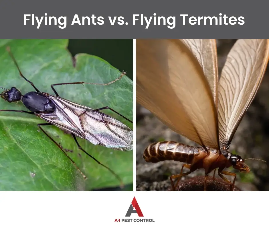 termite vs flying ant identification