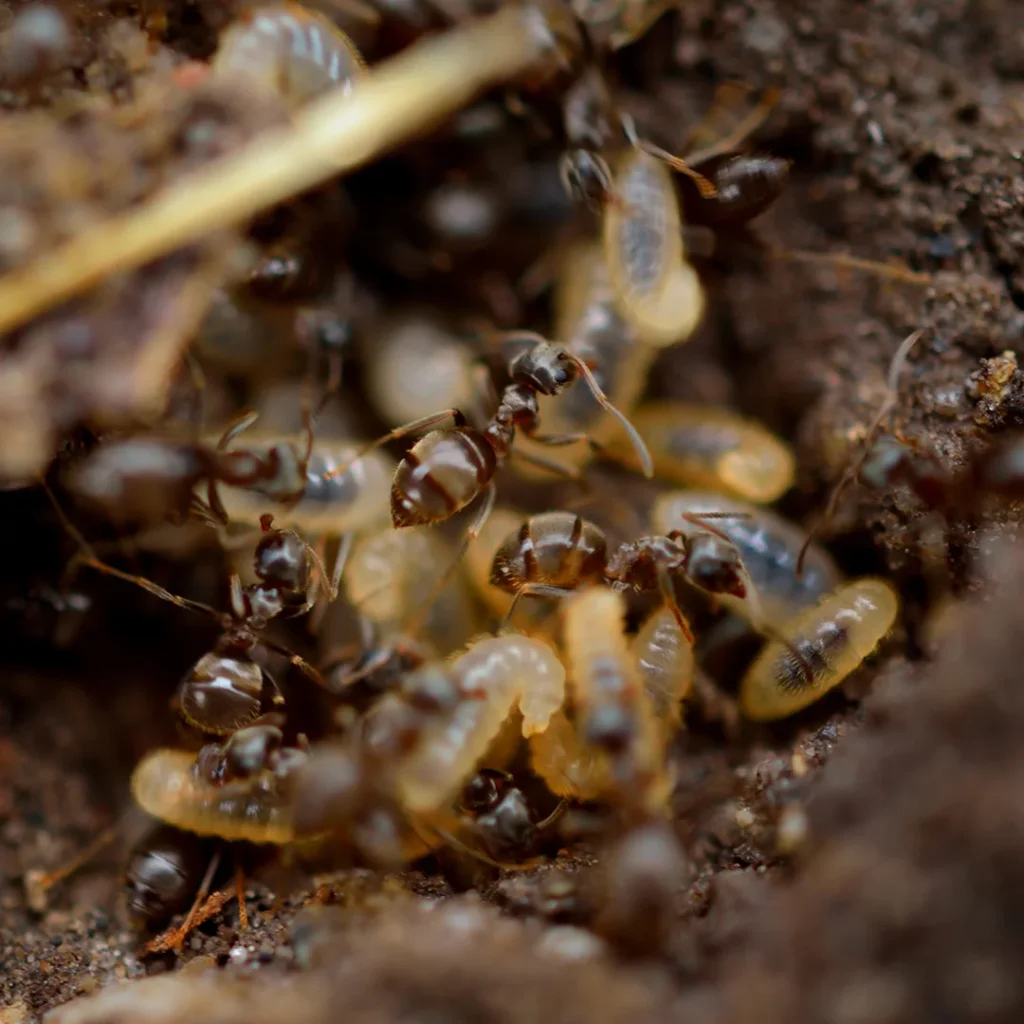 Termite Prevention in Hickory, NC