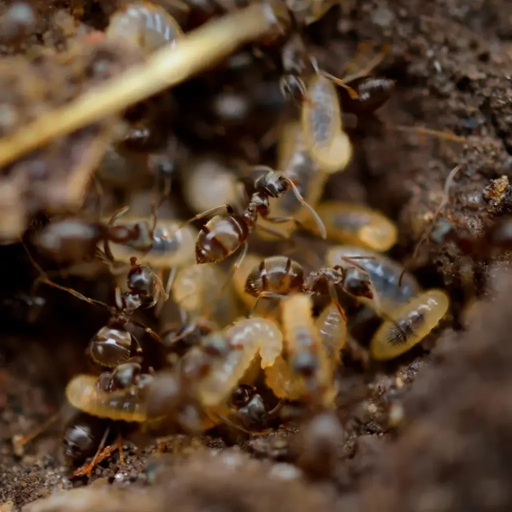 Termite Prevention in Mooresville, NC