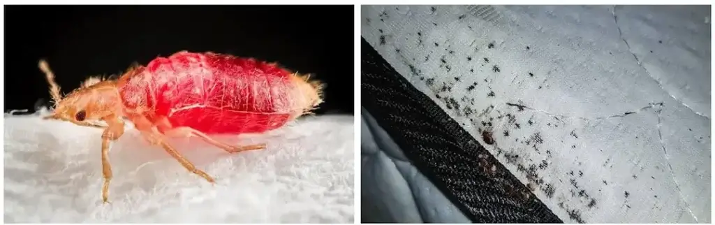 Study ID's Several Bed Bug Repellents That Could Keep Your Luggage Pest-Free