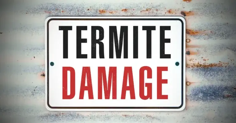 Picture of text that reads termite damage for the article about what does termite damage look like?
