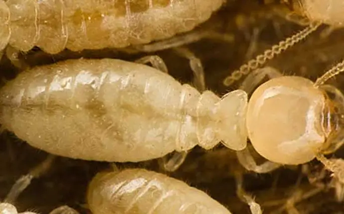 Eastern Subterranean Termite