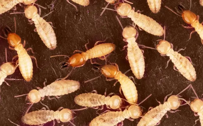 Formosan Termites.