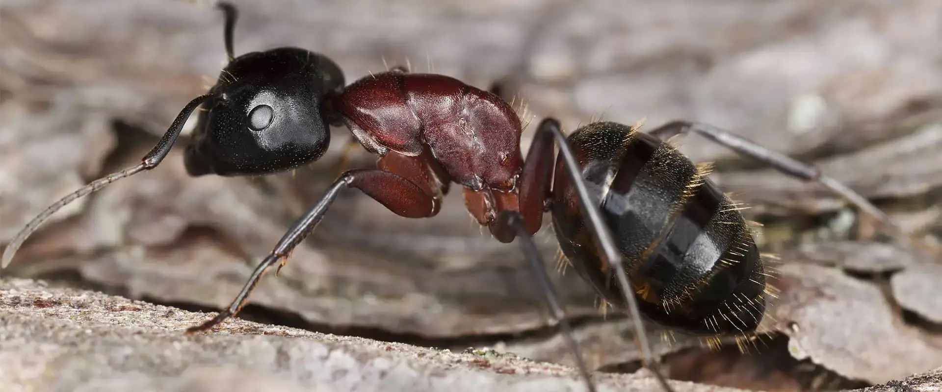 Ant Identification NC