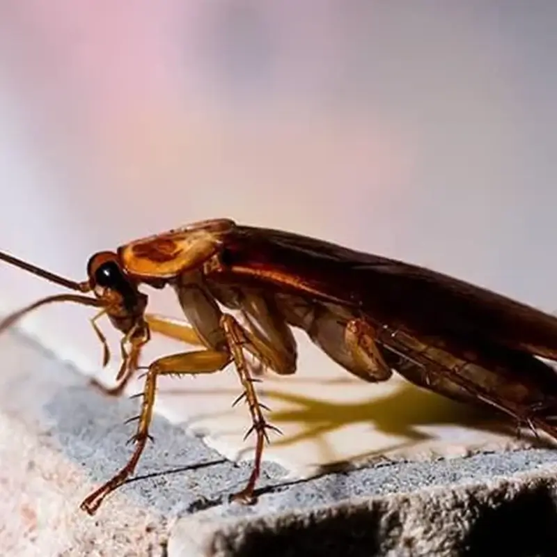 NC types of Cockroaches