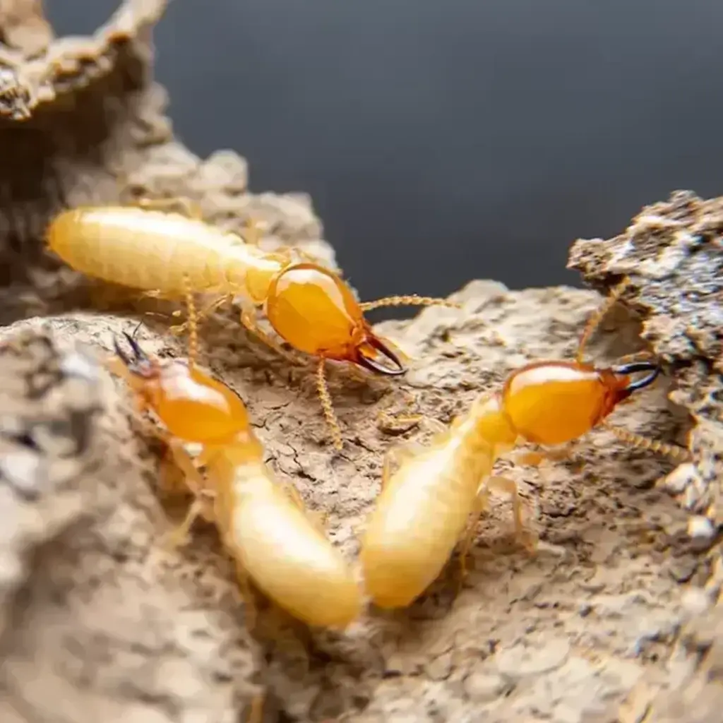 Termite types in NC