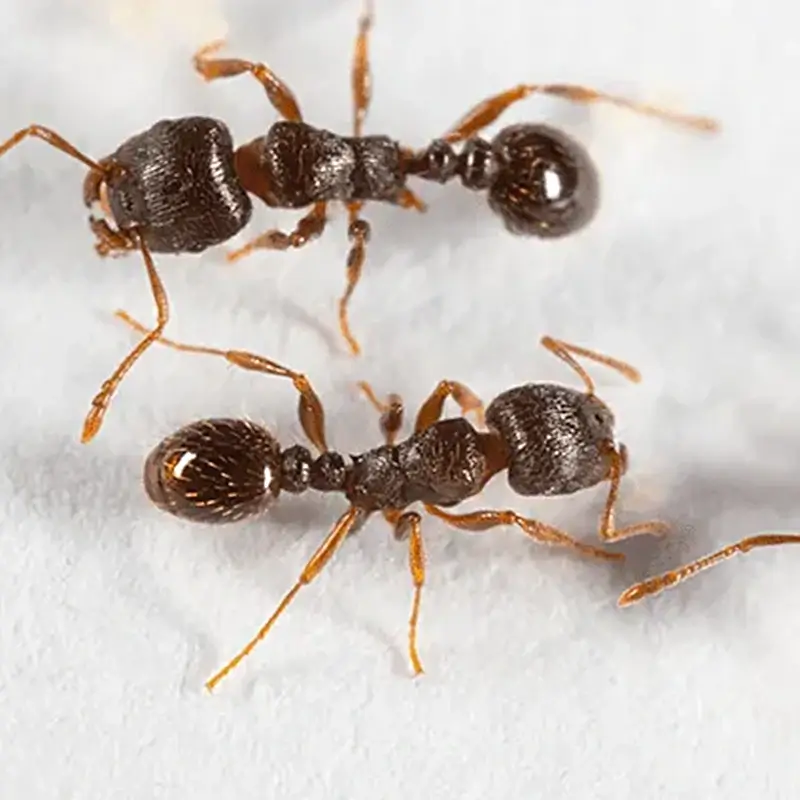types of ants in NC