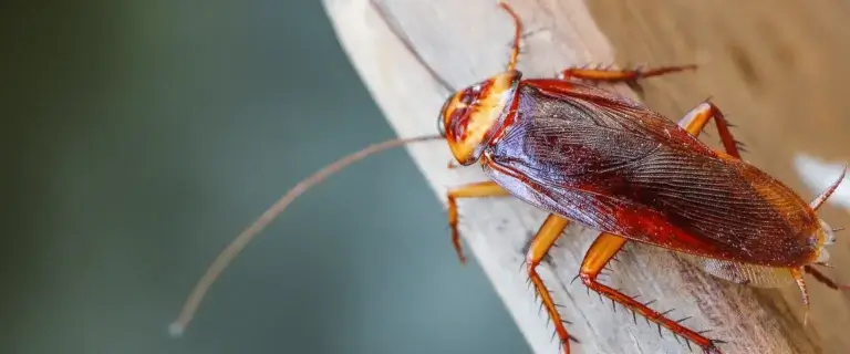 Cockroach Common Types in NC for the blog about, "How do Cockroaches Get in Your House?"