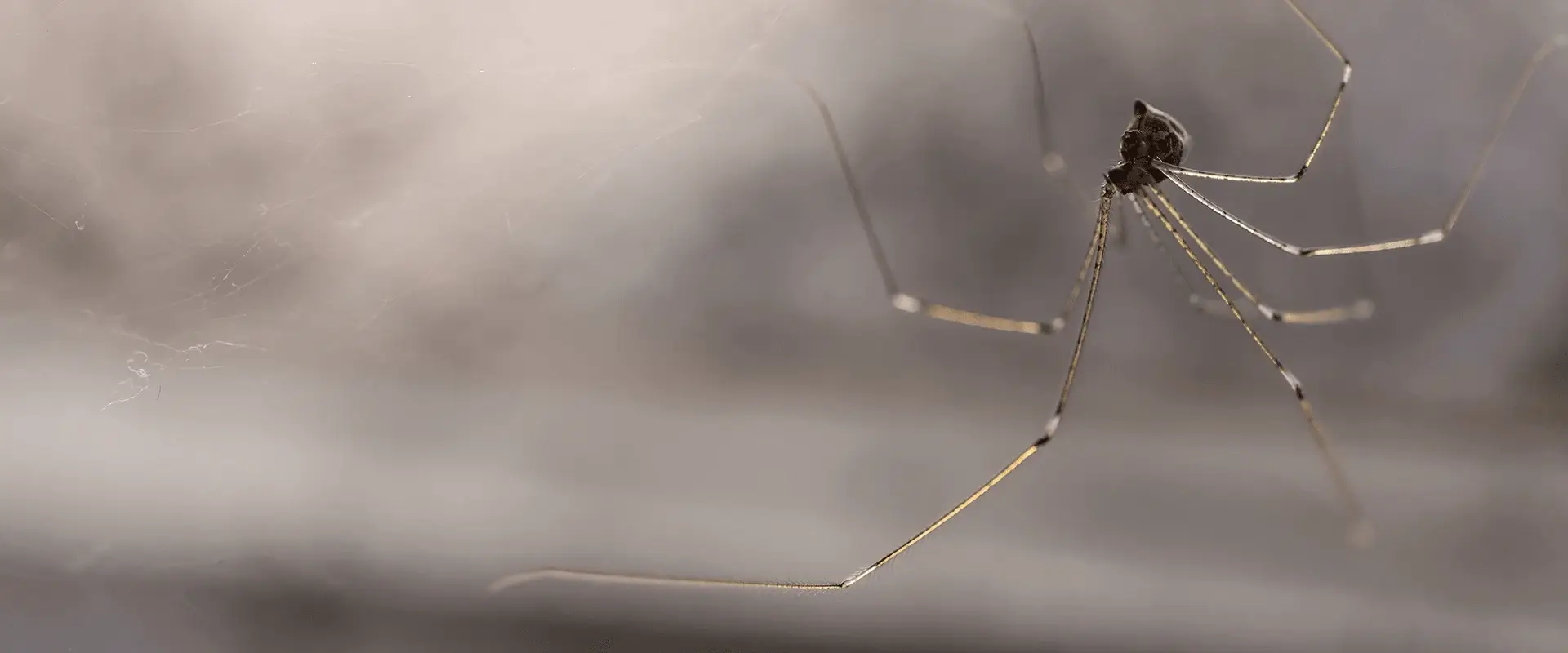 Two Cases of Recluse Spider Bites in NC