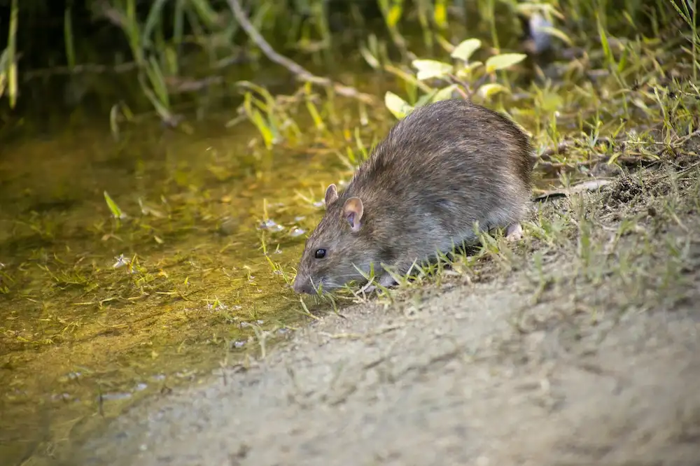 Picture of a Norway rat in North Carolina