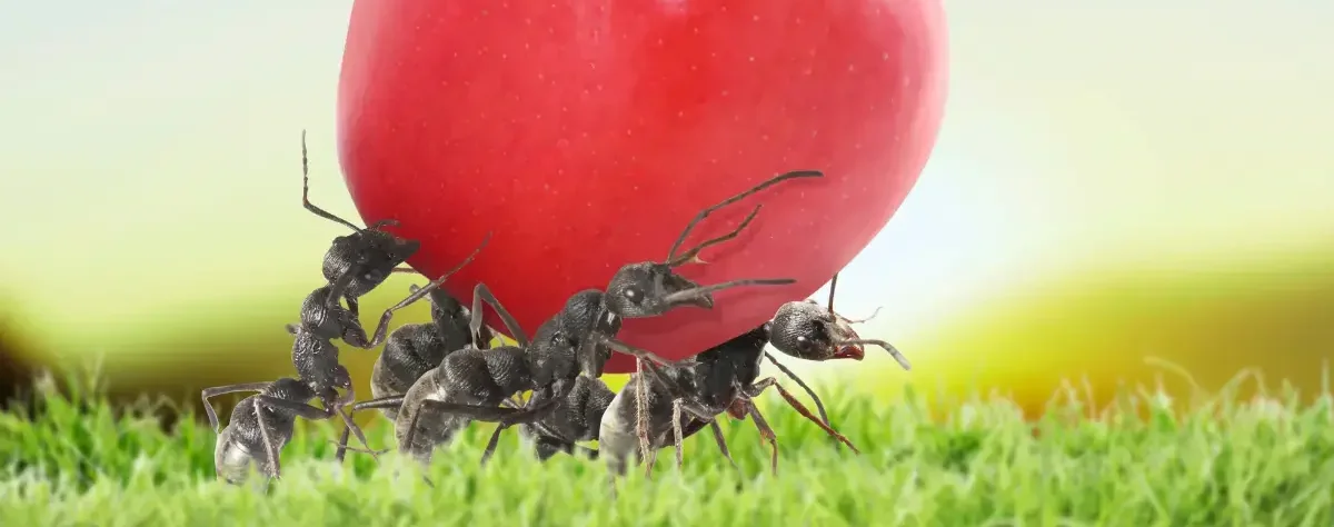 Picture of ants carrying an apple for summer pest control services in North Carolina