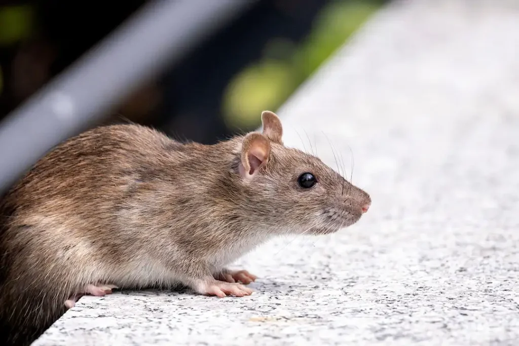 Picture of a roof rat in North Carolina