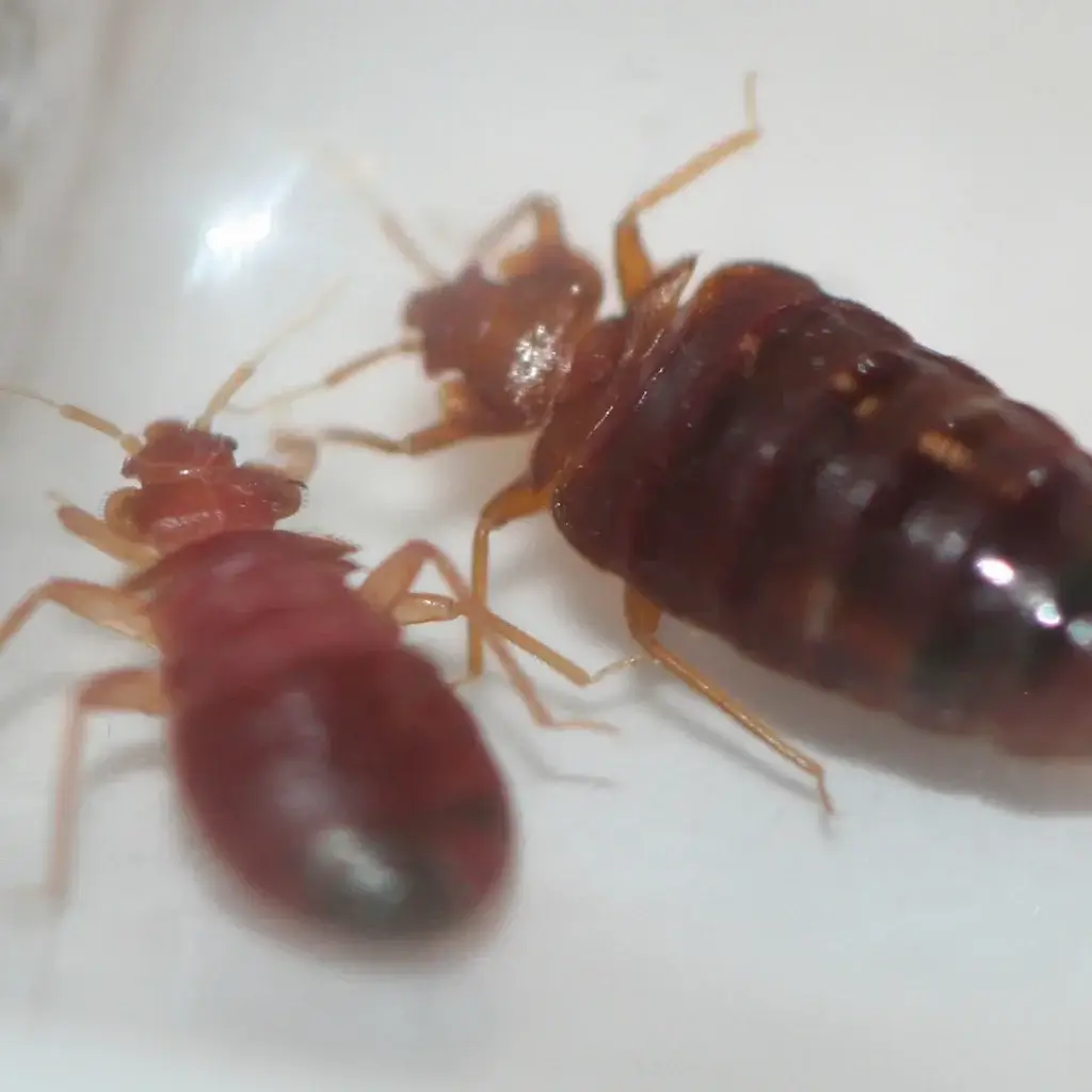 grown bed bugs in North Carolina