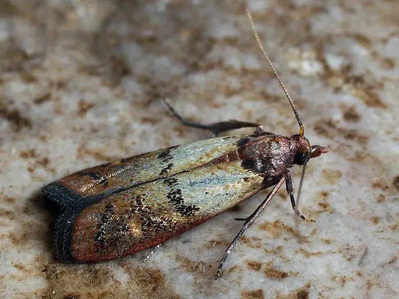 Indian Meal Moth