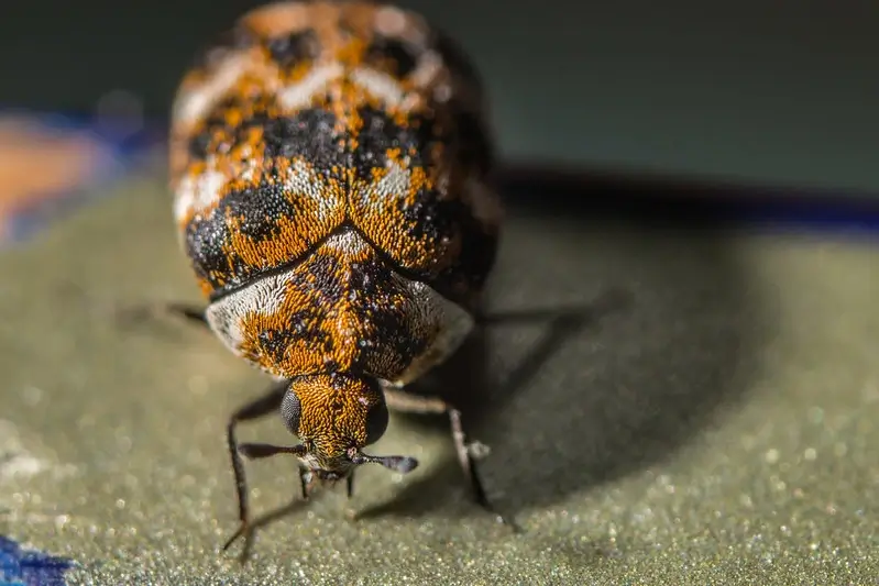 Varied Carpet Beetle