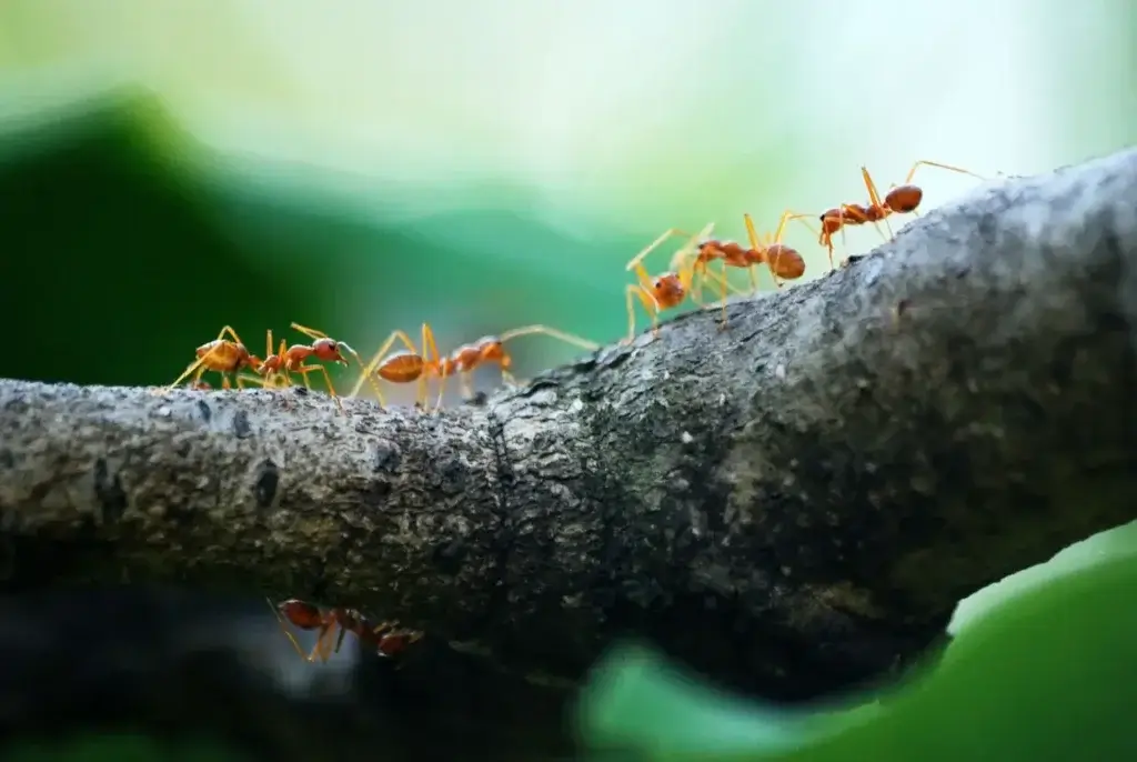 Picture of ants on a tree trunk for the blog about ant control exterminators.