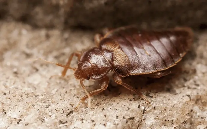 Warning Signs of Bed Bugs