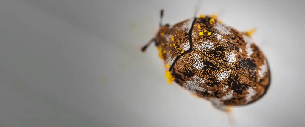 a photo of a carpet beetle for carpet beetle extermination in Lenoir, NC