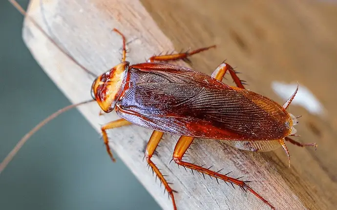 Cockroaches in North Carolina
