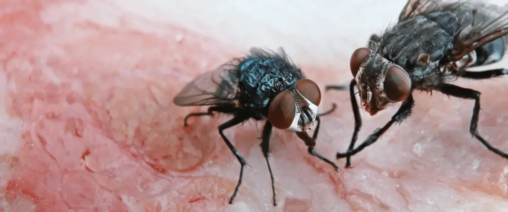 Types of Flies in NC