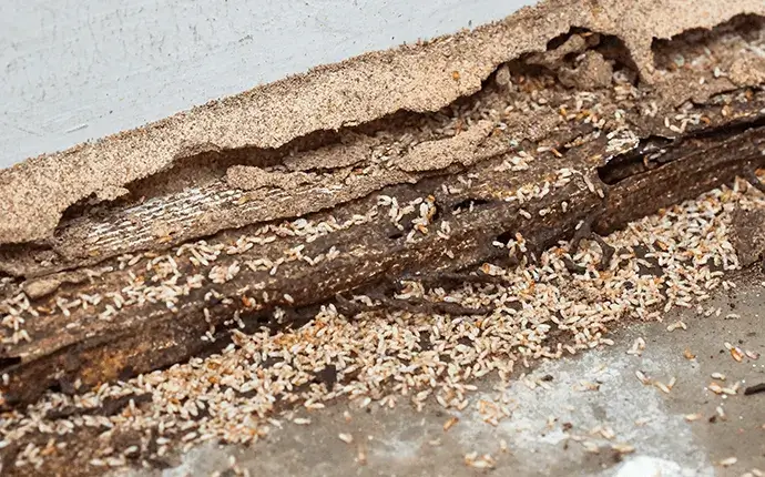 Lenoir Termite Control