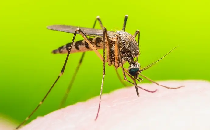 Picture of a mosquito biting someone for the article on diseases mosquitoes carry in NC.