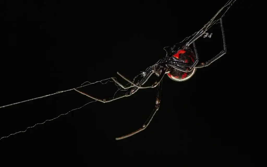 Picture of a black widow - one of the poisonous spiders of North Carolina.