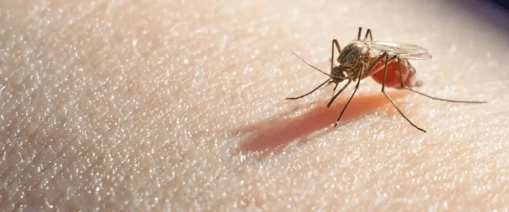 mosquitoes in North Carolina