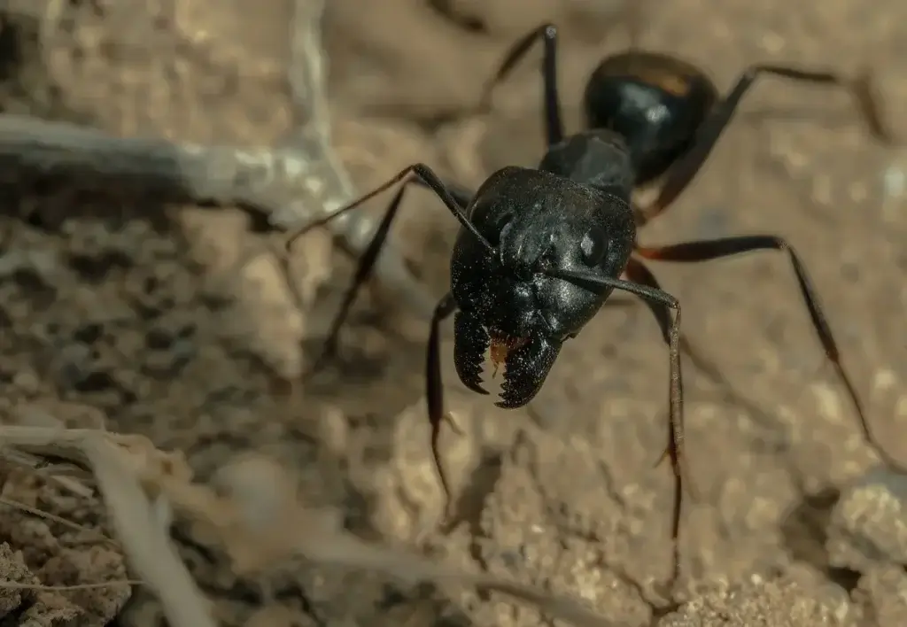 Picture of a carpenter ant in North Carolina for the blog about carpenter ant damage.