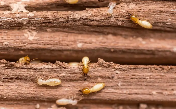 Termite Warning Signs