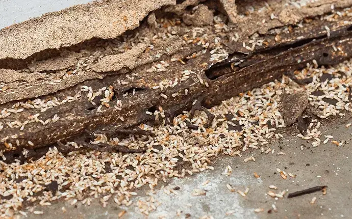 Boone NC termite control