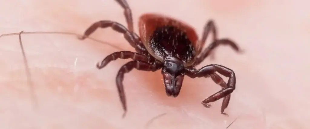 Picture of a tick for the blog about tick prevention in North Carolina.