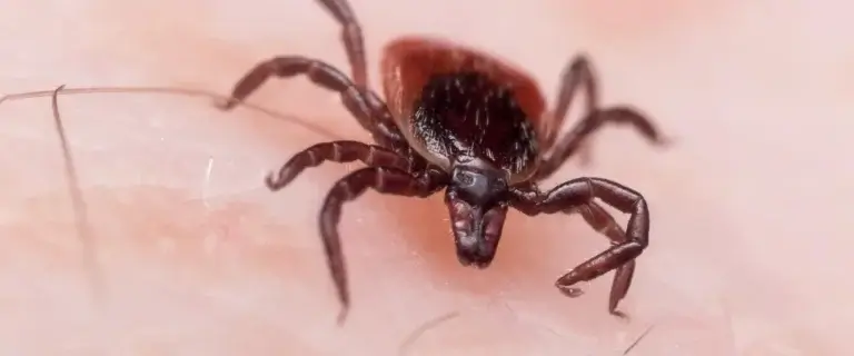 Picture of a tick for the blog about tick prevention in North Carolina.