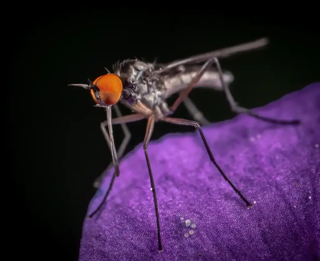 Close picture of a mosquito for the blog about what attracts mosquitoes in North Carolina.