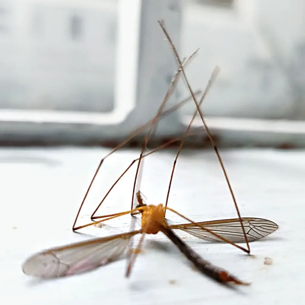 Mosquito Control in Lenoir