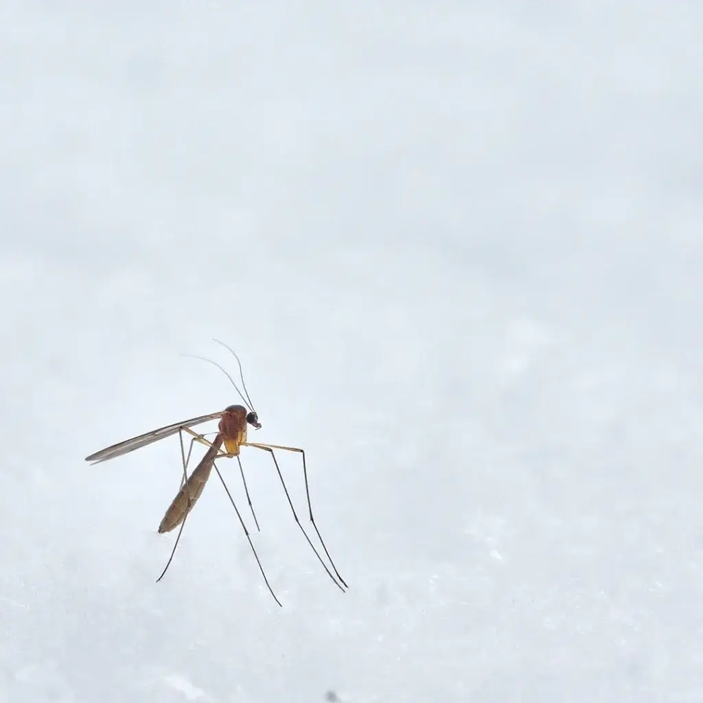 Mosquito Extermination in Lenoir NC