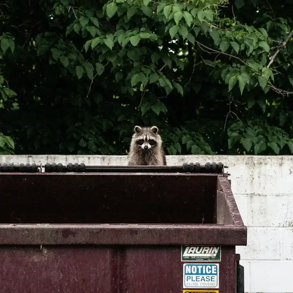 Wildlife Control in Lenoir