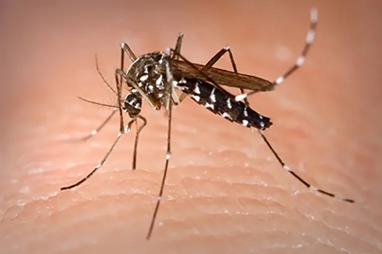 Aedes albopictus