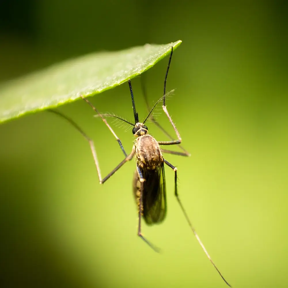 NC Mosquito ID