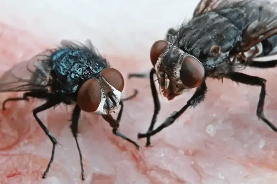 NC Fly Identification