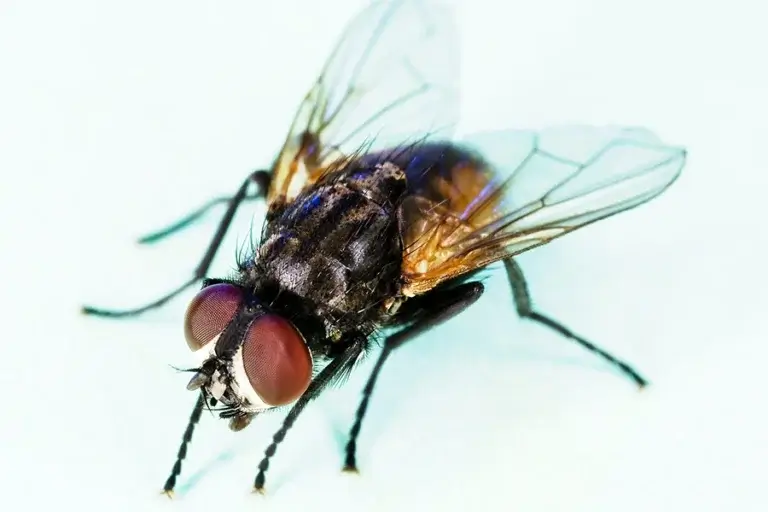 housefly in NC