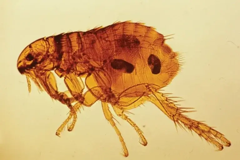 NC Oriental Rat Flea