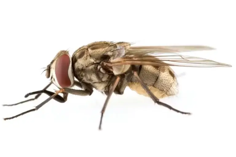 Stable Fly example