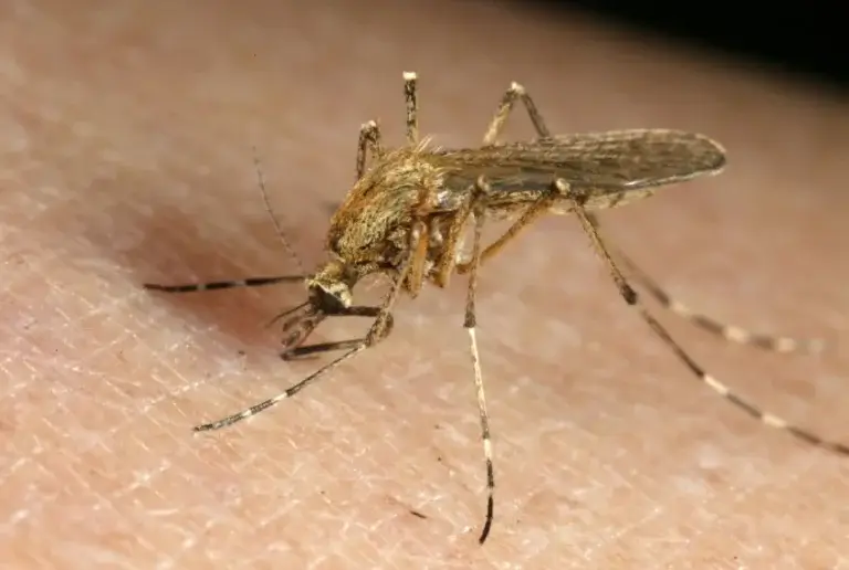 anopheles mosquito