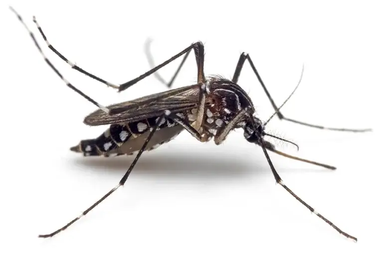 Aedes aegypti