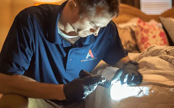 bed bug extermination process
